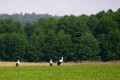 Grupa bocianów na polach w okolicy Rogal.