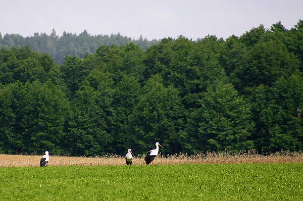 Grupa bocianw na polach w okolicy Rogal.