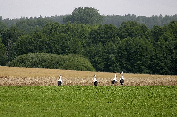 Grupa bocianw na polach w okolicy Rogal.